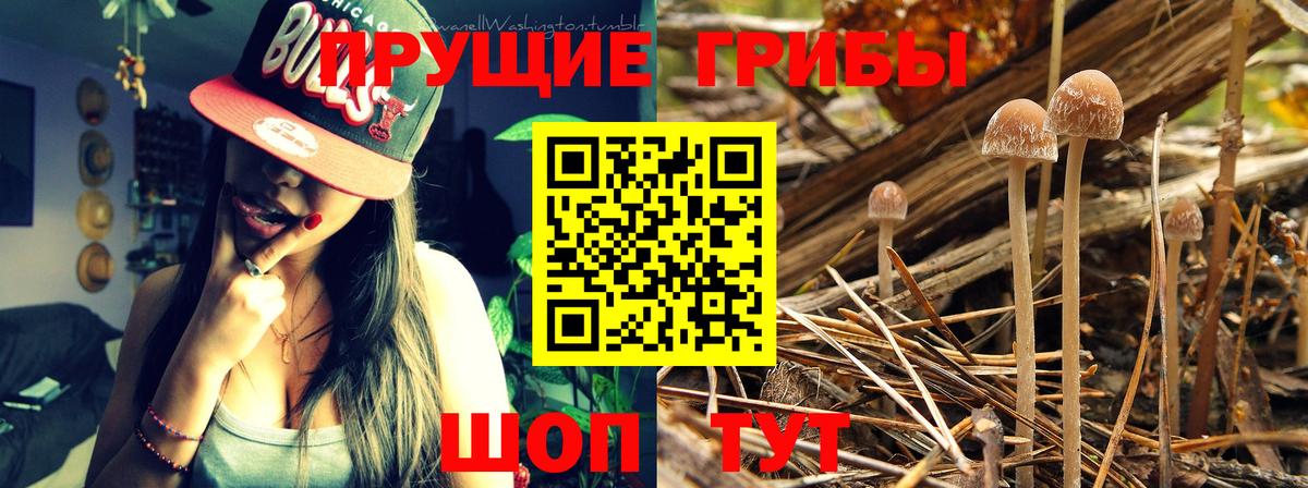 Галлюциногенные грибы Psilocybe Нефтеюганск